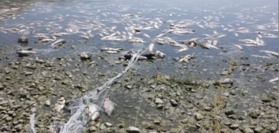 Πεθαίνουν ψάρια από ασφυξία στην Κάρλα