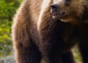Φλώρινα: Νεκρές τρεις αρκούδες από πυροβολισμούς – Η μία ήταν ακόμη σε φάση θηλασμού