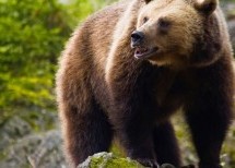 <strong>Ξύπνιες οι αρκούδες της Πίνδου, λόγω της θερμοκρασίας</strong>