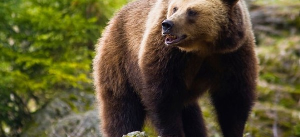 Φλώρινα: Νεκρές τρεις αρκούδες από πυροβολισμούς – Η μία ήταν ακόμη σε φάση θηλασμού