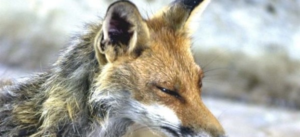 Εμβολιάζονται οι λυσσασμένες αλεπούδες στα Τρίκαλα