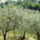 Κρήτη: Μάζευε ελιές από ξένα χωράφια και τις πουλούσε – Έβγαλε πάνω από 27.000 ευρώ μέσα σε 2 μήνες
