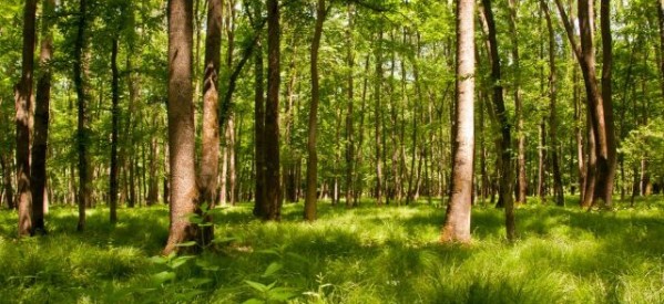 Το ΚΚΕ για την παγκόσμια ημέρα δασών