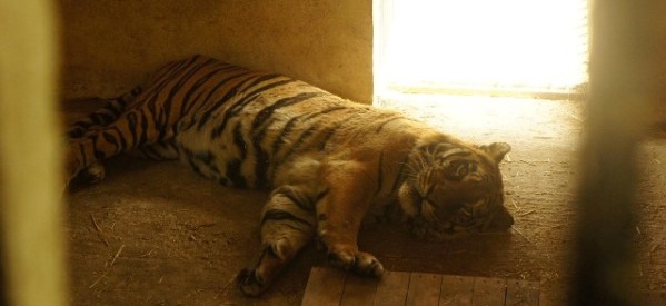 Διεθνής καμπάνια σωτηρίας του Φοίβου, της τίγρης του ζωολογικού κήπου Τρικάλων