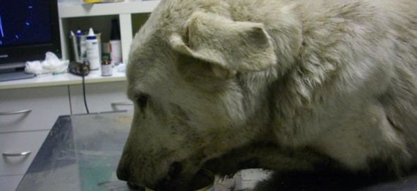 Βασάνισε σκύλα στο Μεγαλοχώρι Τρικάλων: την έσερνε στην άσφαλτο ετοιμόγεννη (πολύ σκληρές εικόνες)