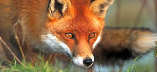 Εμβολιασμός κόκκινων αλεπούδων για την καταπολέμηση της λύσσας