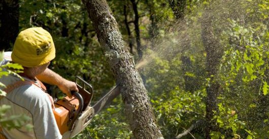 Χτύπησαν οι καμπάνες στη Ραψάνη για να εμποδίσουν υλοτόμηση δάσους