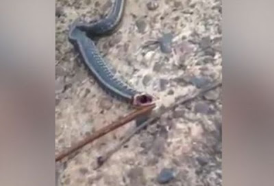 Μεγαλοχώρι Τρικάλων – Βρήκαν φίδι στο Τμήμα Εξυπηρέτησης Πολιτών