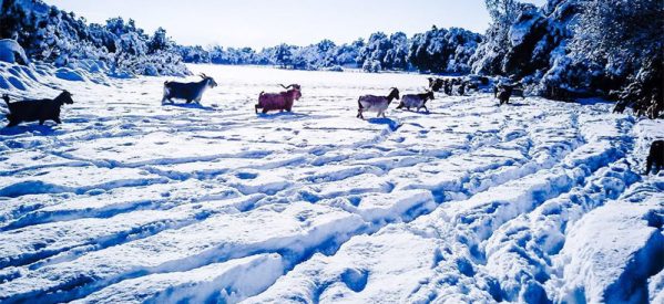 Θυμίζει αλπικό τοπίο – Δείτε φωτογραφίες από τη χιονισμένη κοιλάδα του Αχελώου