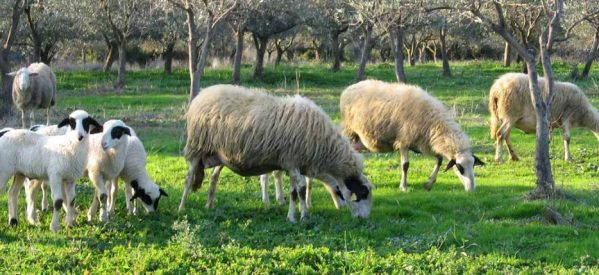 Στην Ευρωπαϊκή Επιτροπή νέο διακρατικό έργο μετακινούμενης κτηνοτροφίας με εθνικό συντονιστή το ΚΕΝΑΚΑΠ