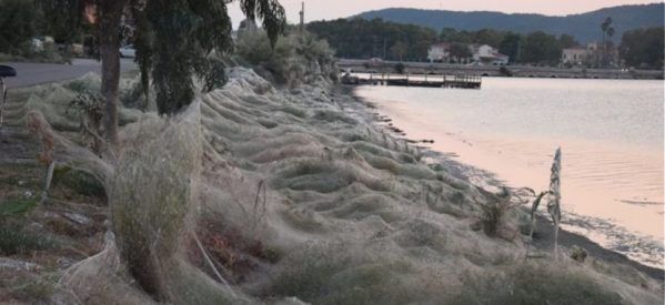 Απίστευτες φωτογραφίες: Τεράστιο «πέπλο» από ιστούς αράχνης «κατάπιε» 300 μέτρα βλάστησης στο Αιτωλικό