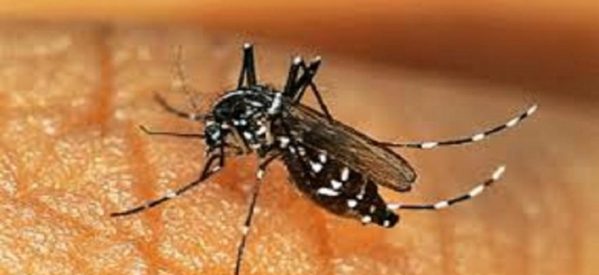 Κρούσμα του ιού του δυτικού Νείλου στο δήμο Λάρισας! – Νοσηλεύεται στο Πανεπιστημιακό νοσοκομείο