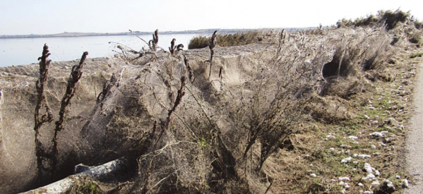 Απίστευτες φωτογραφίες: Τεράστιο «πέπλο» από ιστούς αράχνης «κατάπιε» 1000 μέτρα βλάστησης στη Βιστωνίδα