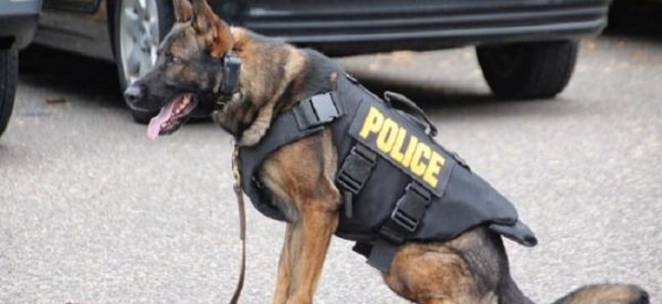 Tρίκαλα – Αστυνομικός σκύλος ξετρύπωσε μισό κιλό κάνναβης