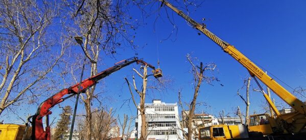 Συνεχίζεται το ετήσιο, απαραίτητο κλάδεμα δέντρων, σε διάφορες περιοχές των Τρικάλων