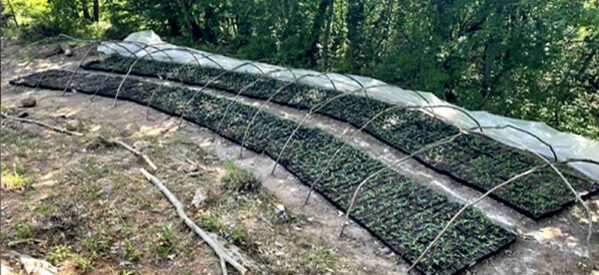 Εντοπίστηκαν σε περιοχή του Μουζακίου πάνω από 2000 φυτά κάνναβης έτοιμα για μεταφύτευση