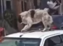 Καρδίτσα: Συνελήφθη ο οδηγός που έβαλε σκύλο στην οροφή εν κινήσει αυτοκινήτου