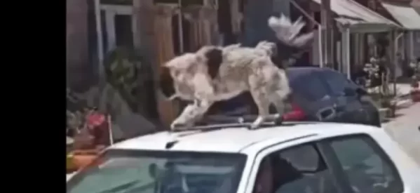 Καρδίτσα: Συνελήφθη ο οδηγός που έβαλε σκύλο στην οροφή εν κινήσει αυτοκινήτου