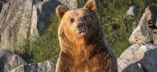 Η πιο όμορφη αρκούδα στον ορεινό παράδεισο του Ασπροποτάμου