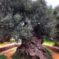 Είναι το αρχαιότερο καταγεγραμμένο ελαιόδεντρο στον κόσμο