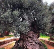 Είναι το αρχαιότερο καταγεγραμμένο ελαιόδεντρο στον κόσμο